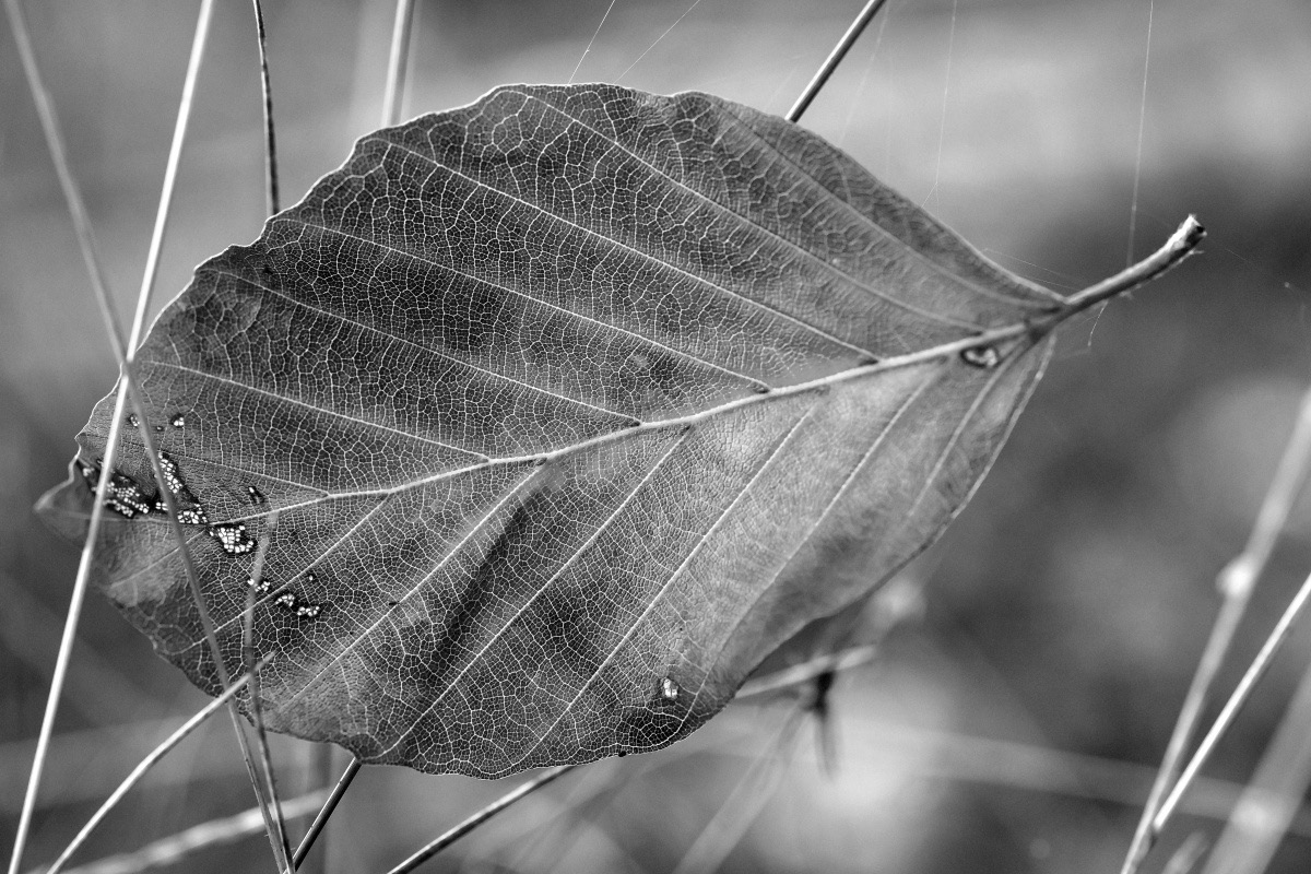Buchenblatt im Gras BW.jpg