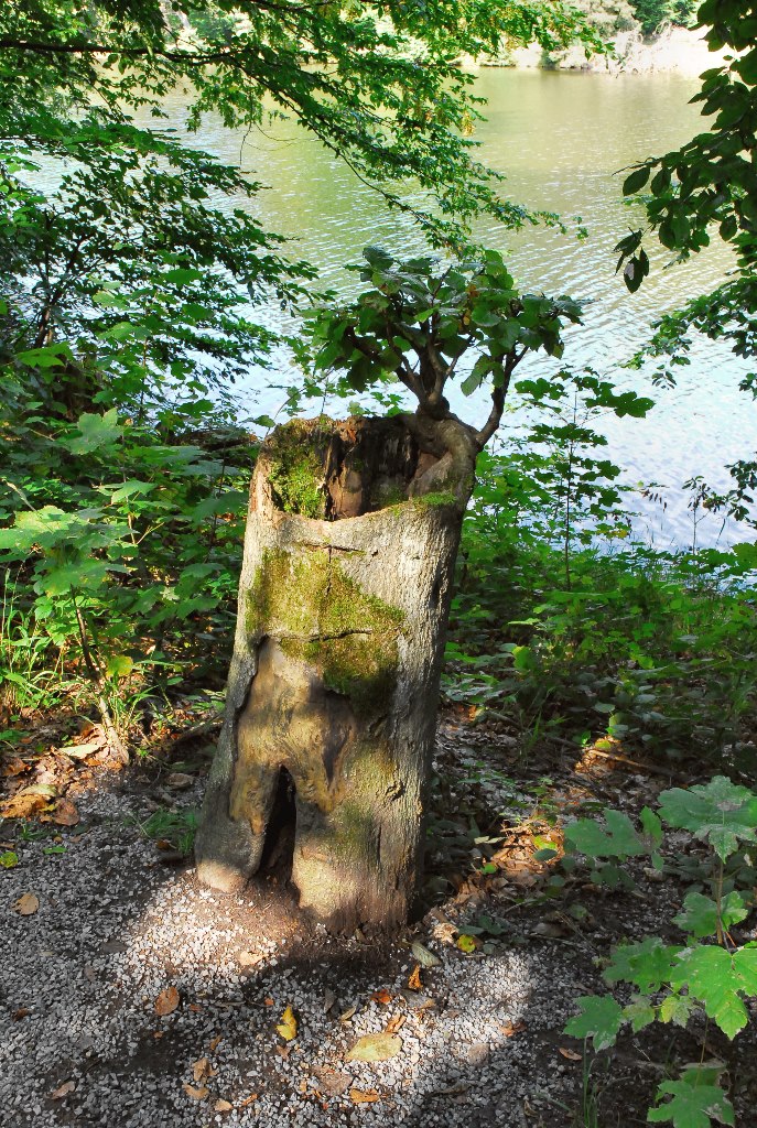 Buchenbonsai