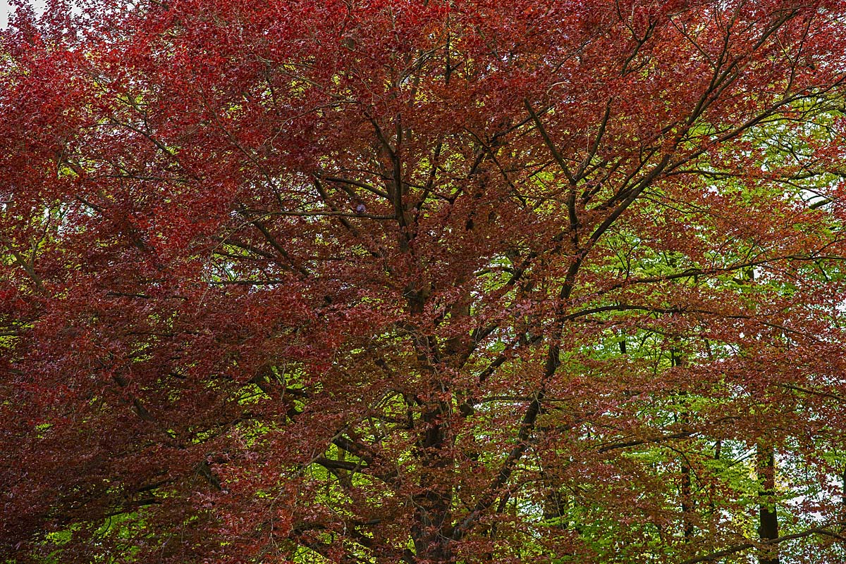 Buchenfrühling