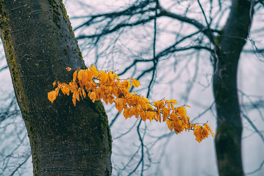 Buchenlaub