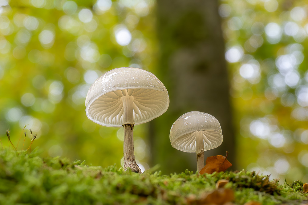 Buchenschleimrüblinge im Georgenborner Nonnenwald