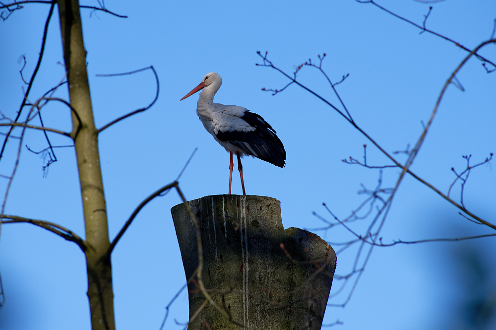 Buchenstorch.jpg