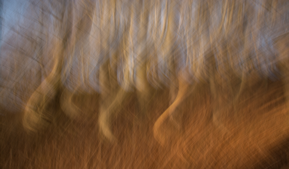 Buchenwald abstrakt