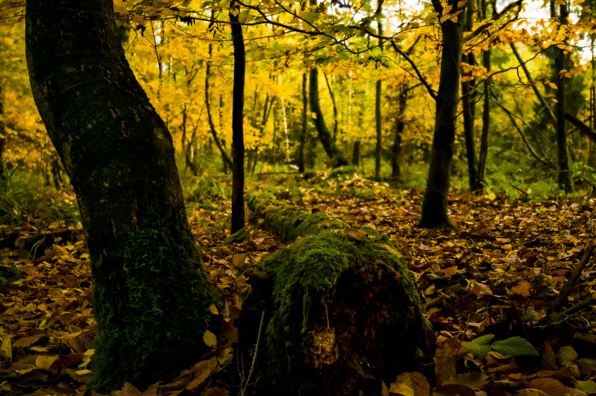Buchenwald im November