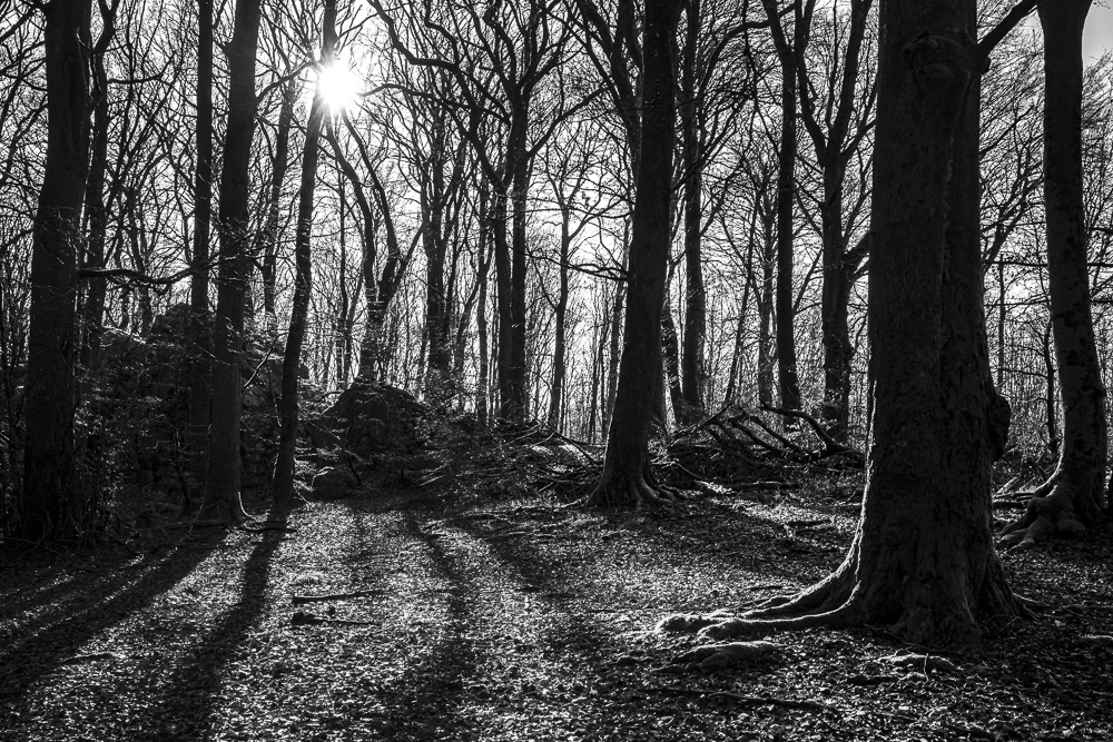 Buchenwald im Winter