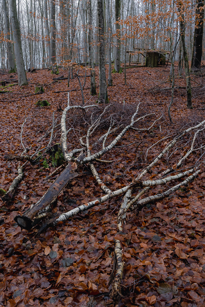 Buchenwald mit Birkenholz