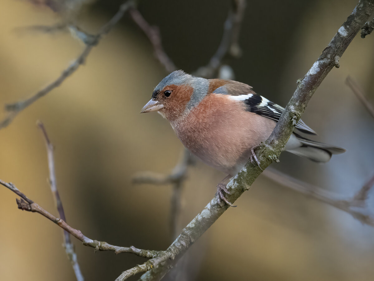 Buchfink am Baum.jpg