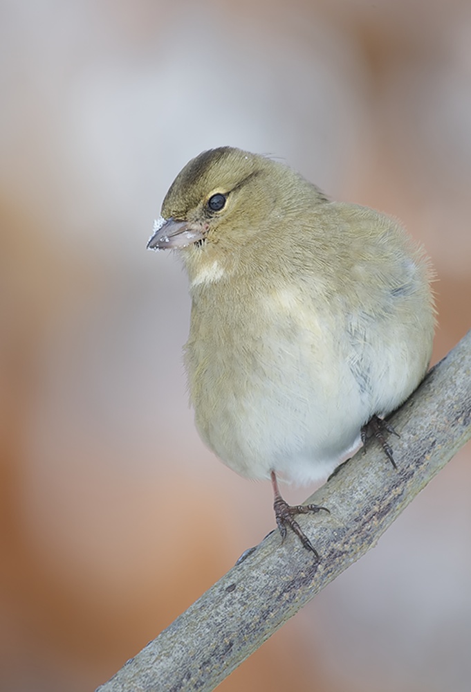 Buchfink (Fringilla coelebes) (3)