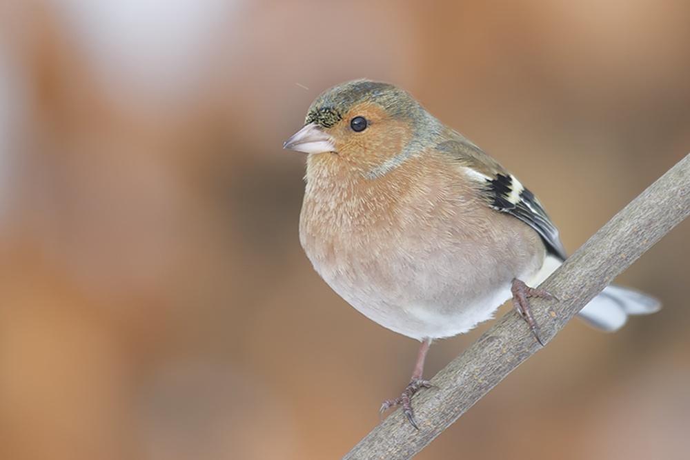 Buchfink (Fringilla coelebes) (4)