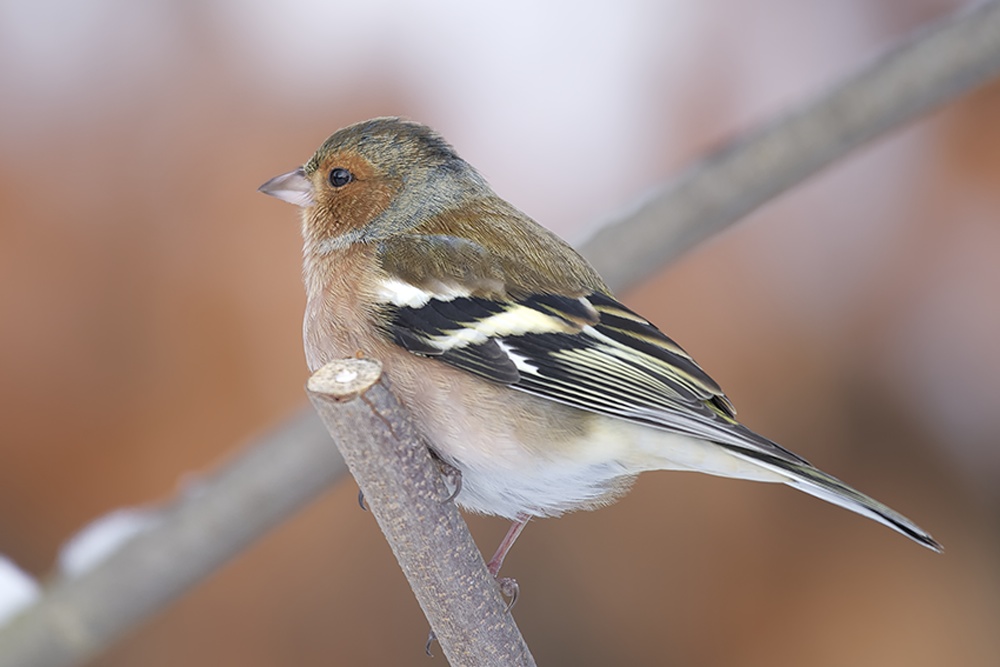 Buchfink (Fringilla coelebes) (5)