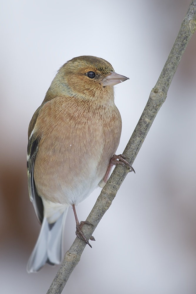 Buchfink (Fringilla coelebes) (6)