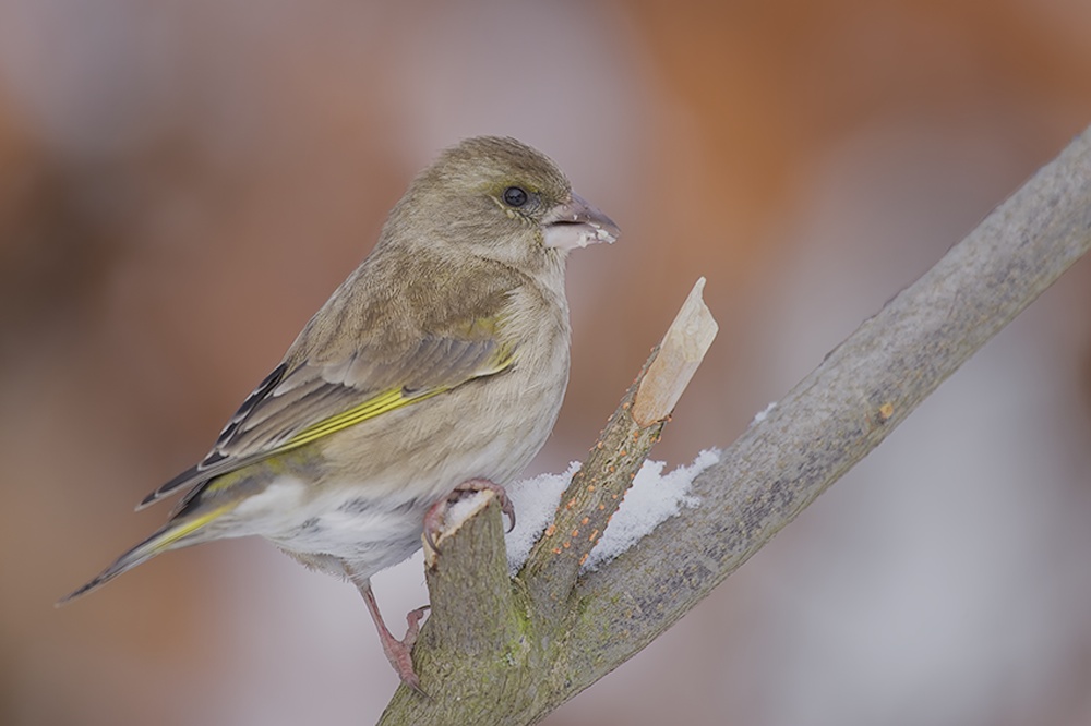 Buchfink (Fringilla coelebes) (7)