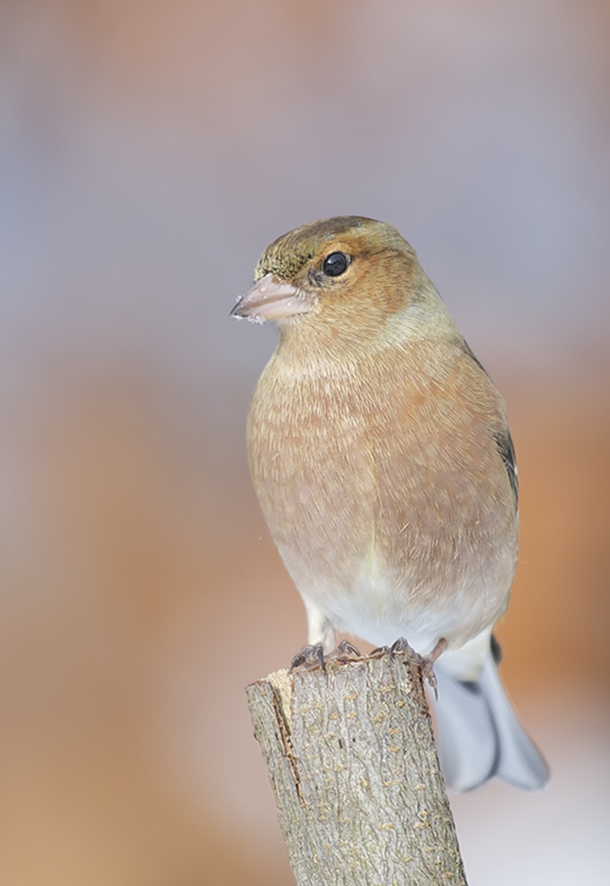 Buchfink (Fringilla coelebes)
