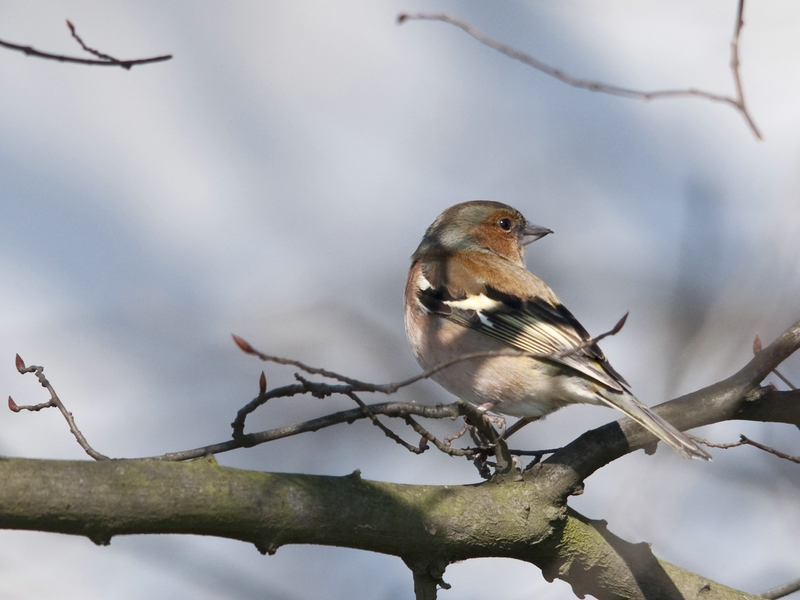 Buchfink
Sigma 150-500
