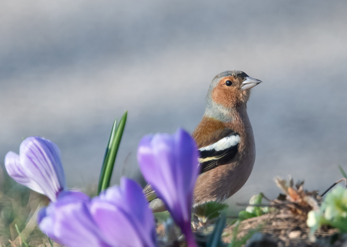 BuchfinkKrokus-.jpg