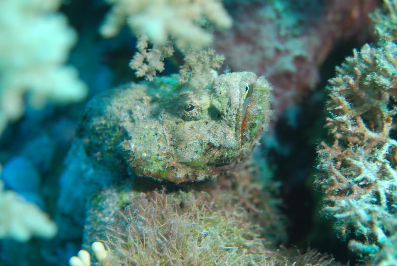 Buckel-Drachenkopf .Scorpaenopsis diabola