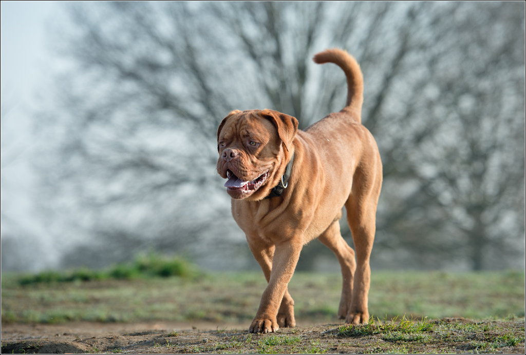 Bulldog