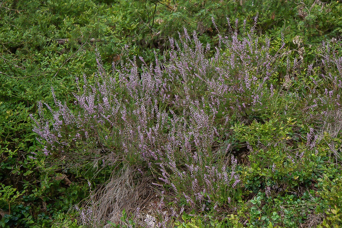 Bullenkuhle 3.jpg