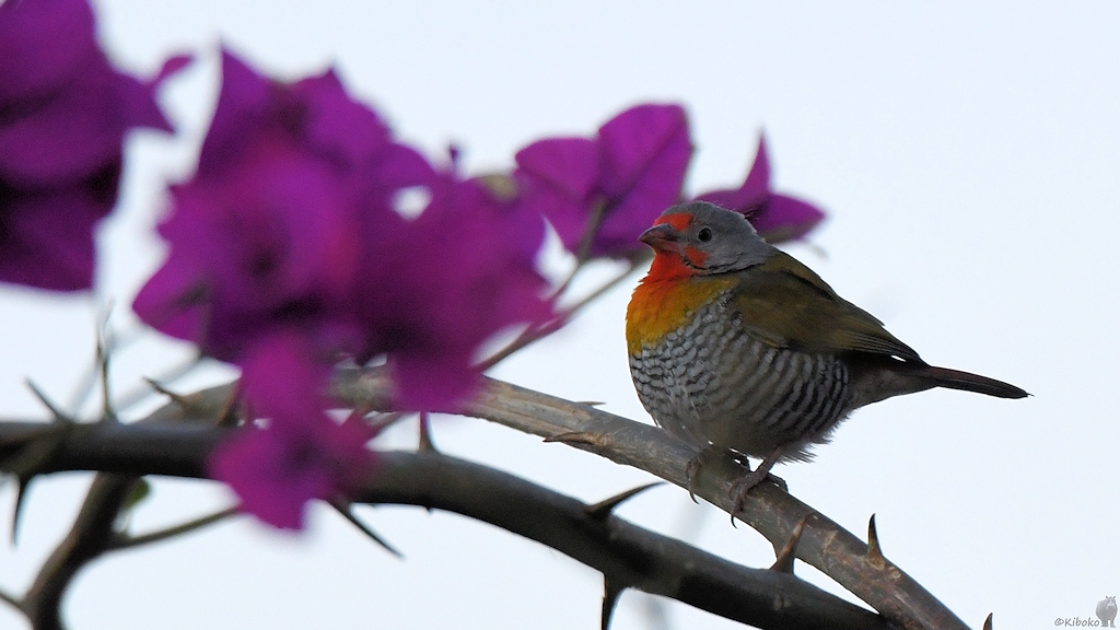 Bundastrild (Green-winged Pytilia)
Utengule Coffee Lodge bei Mbeya

s616 Utengule CoffeLodge Green winged Pytilia 4019