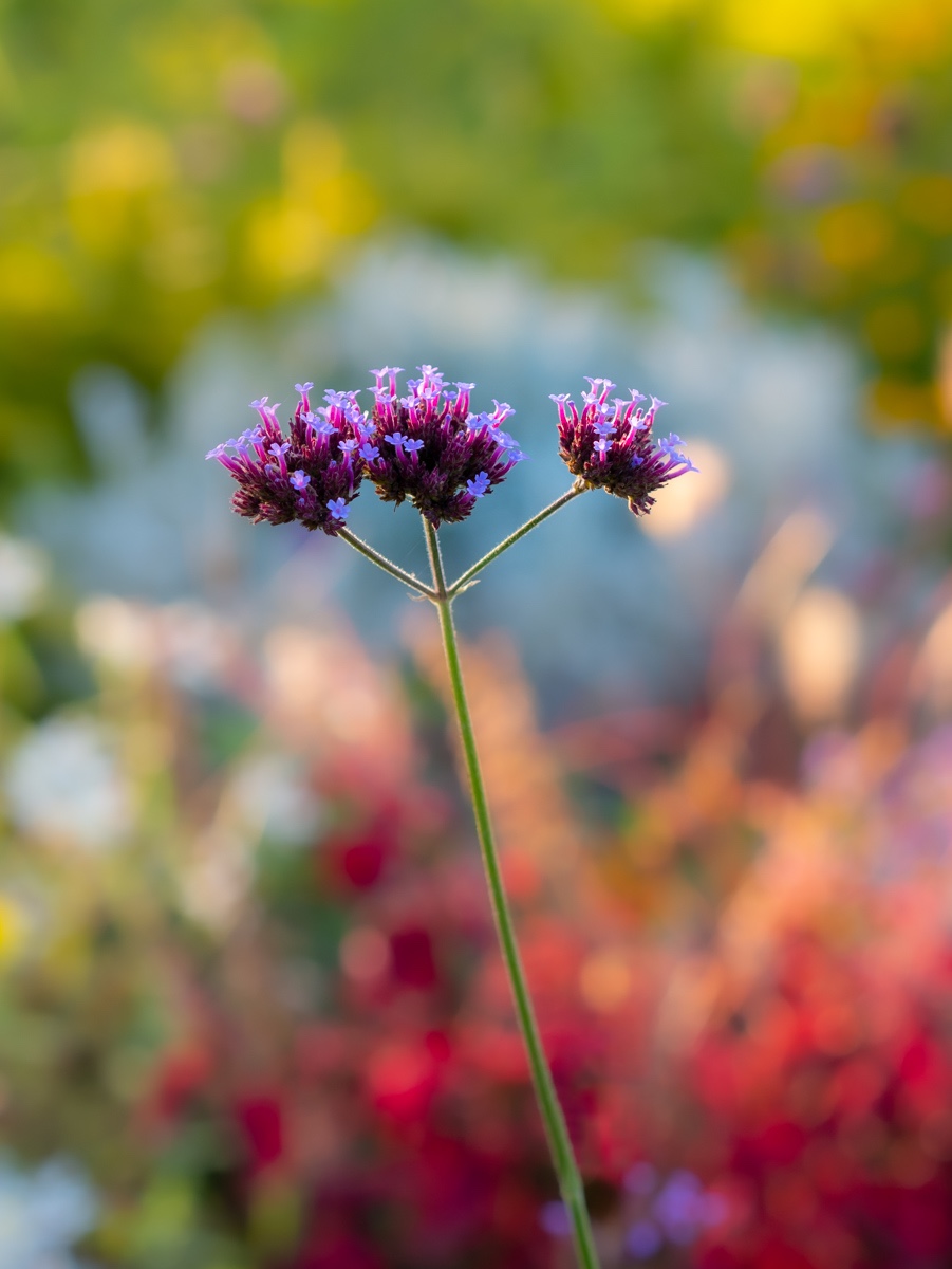 Bunt