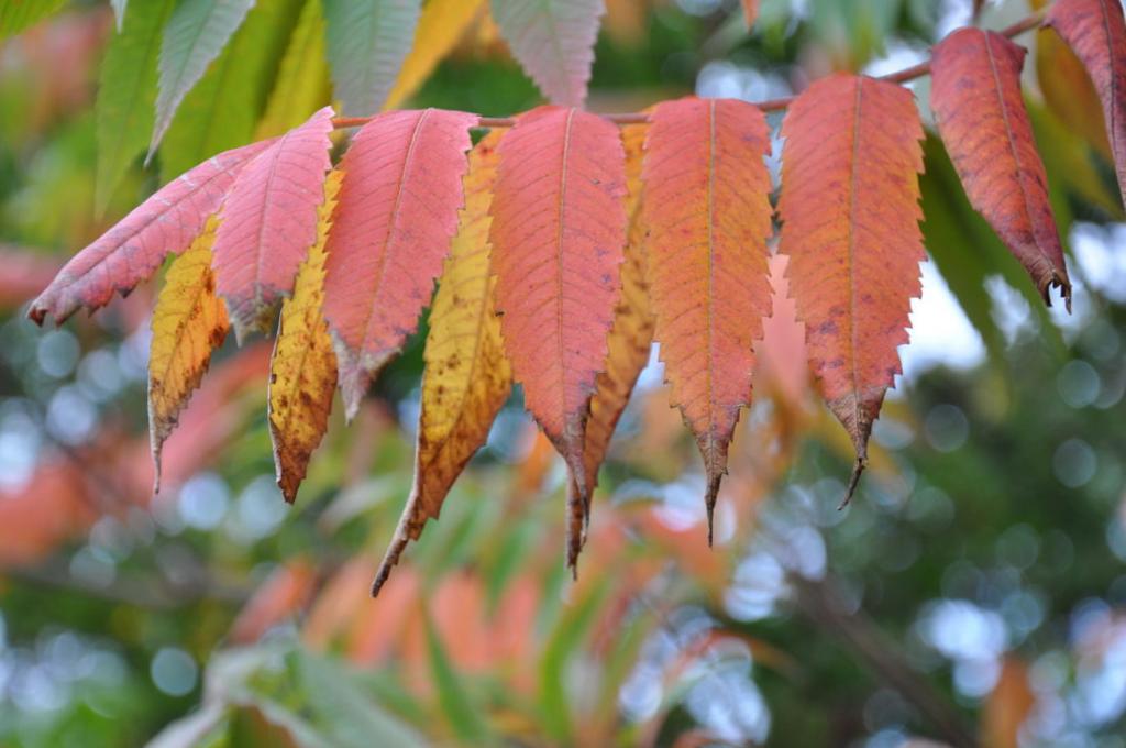 Bunt