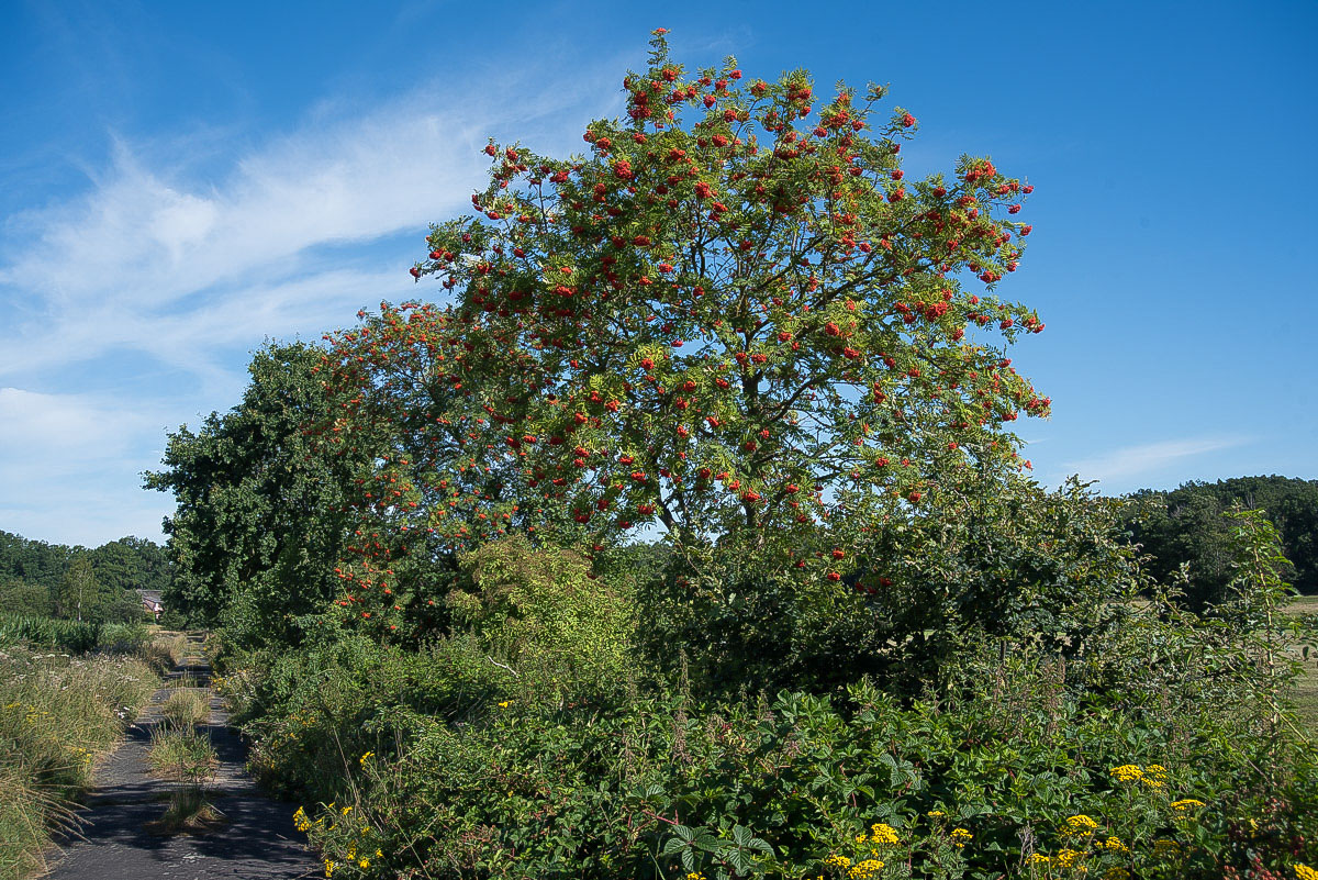 Bunte Büsche und Sträucher (1 von 1).JPG