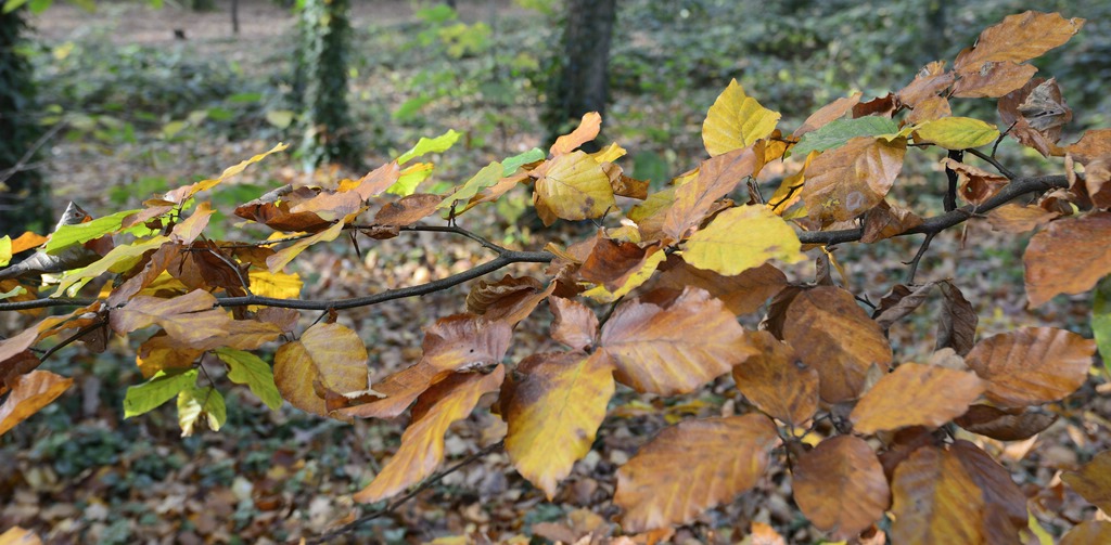 bunte Buchenblätter