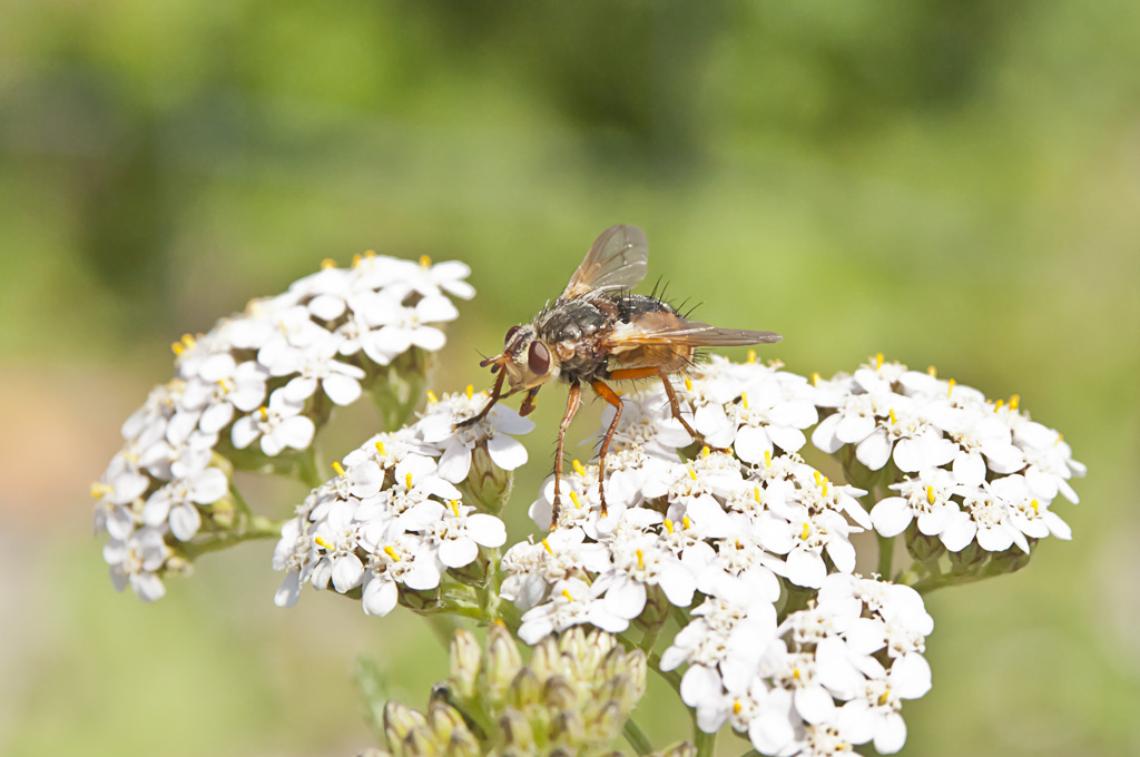 Bunte Fliege