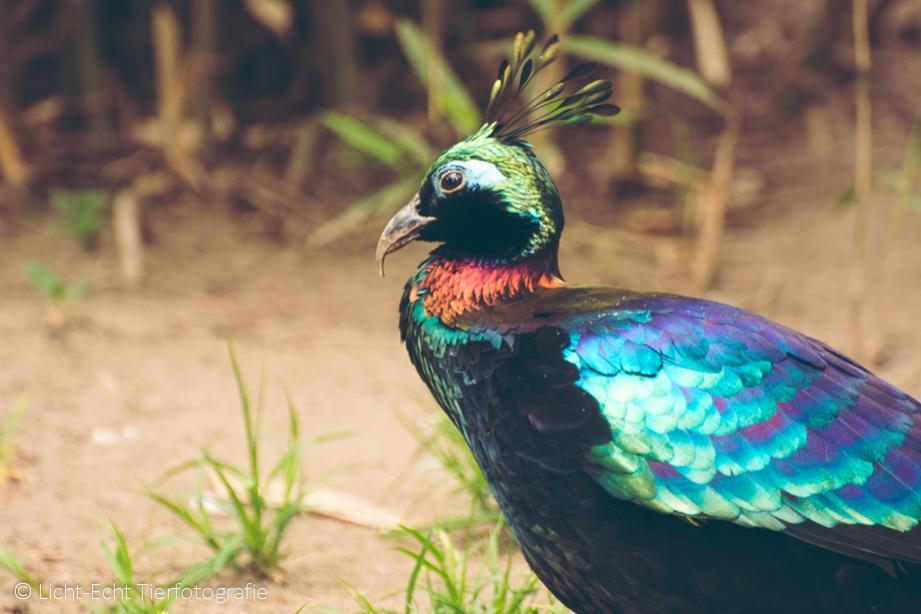 Bunter Vogel