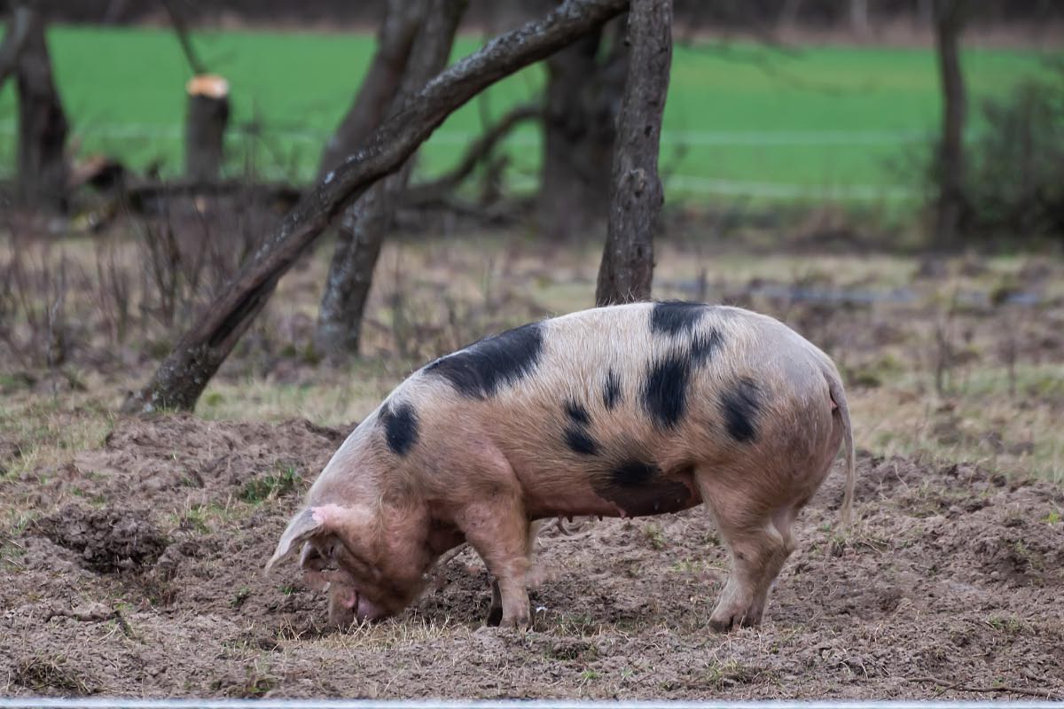 Buntes Bentheimer Landschwein 1.jpg