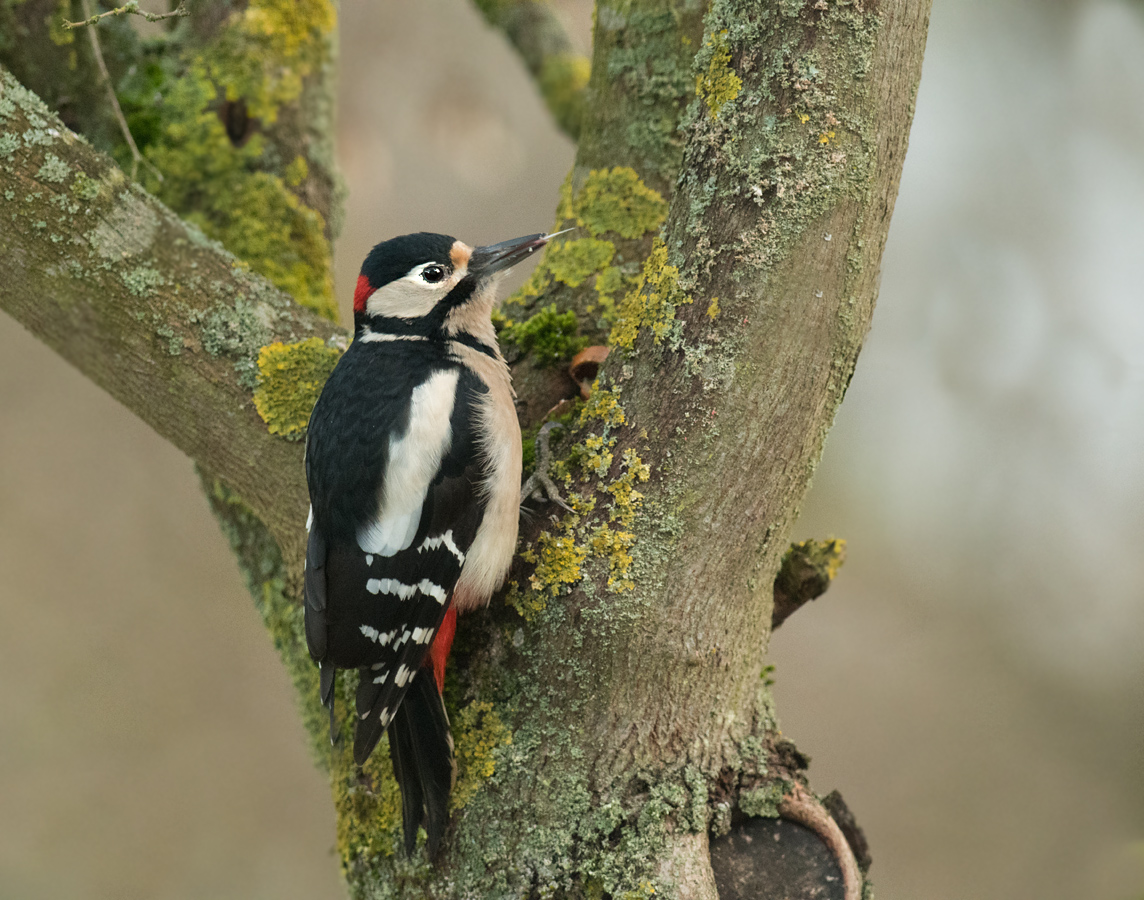 Buntspecht_DSC_9648.jpg