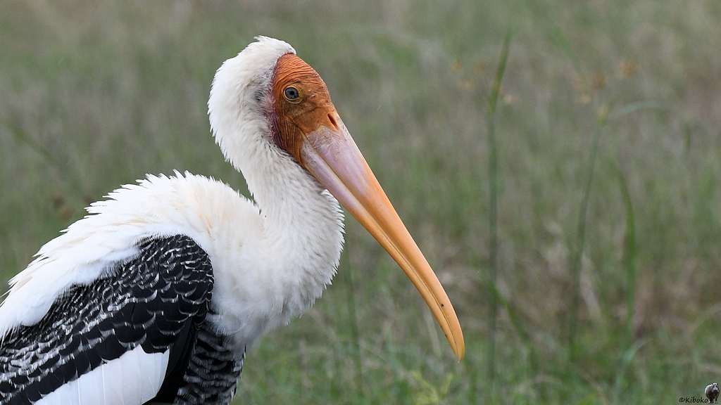 Buntstorch (painted stork)

s575 Kaudulla Painted stork 4614