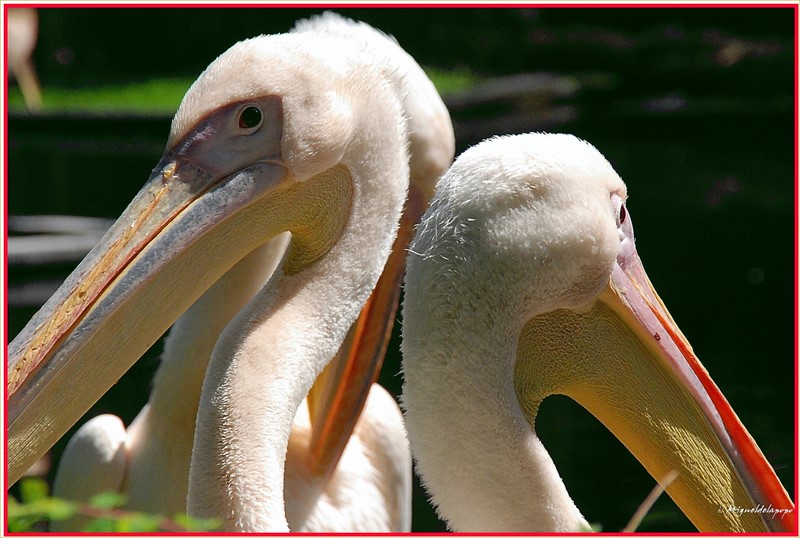 Burgers Zoo Arnhem