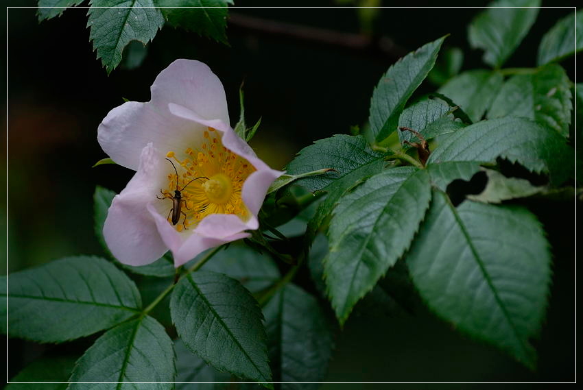 Buschrose 1 bearbeitet