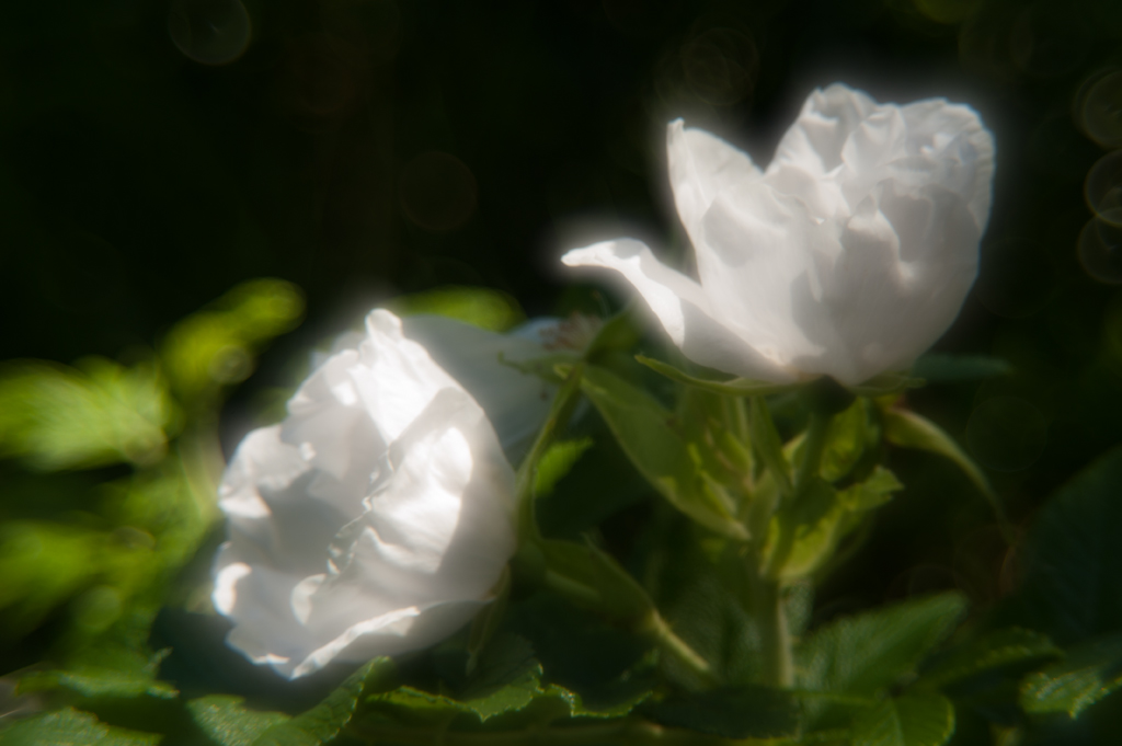 Buschrose