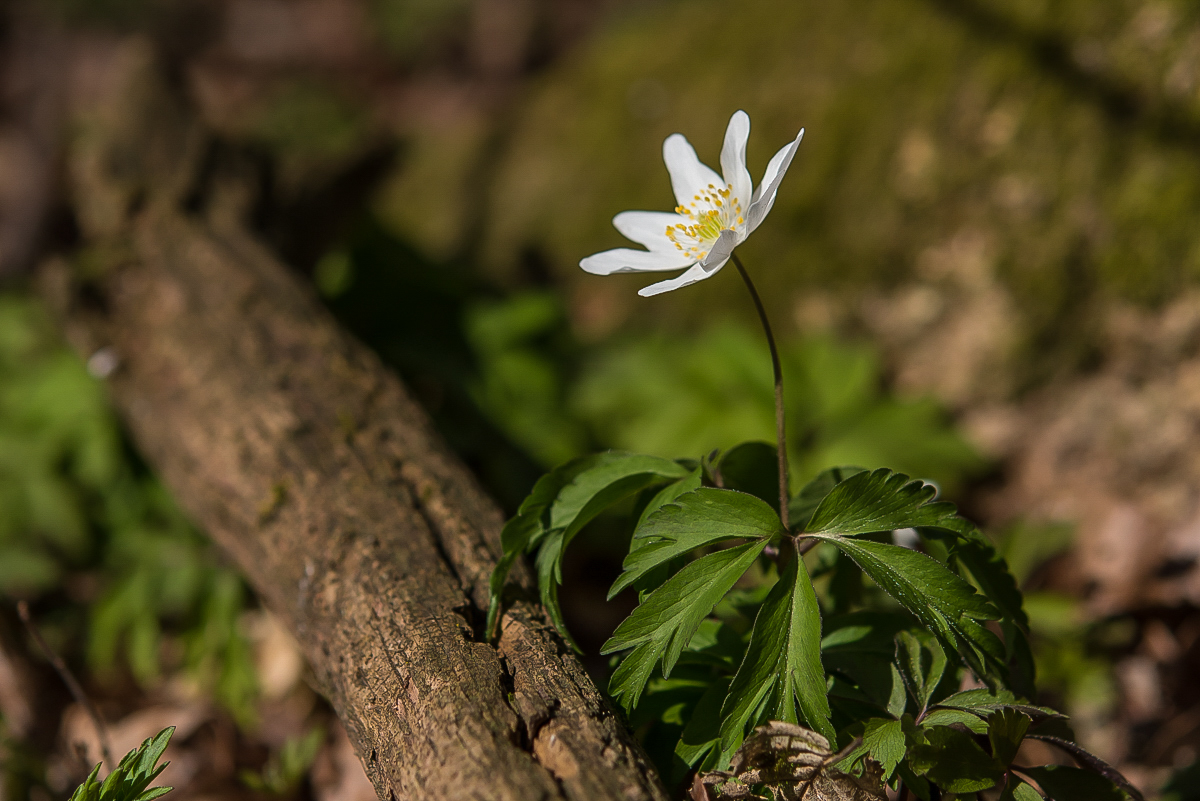 Buschwindröschen (1 von 1).JPG