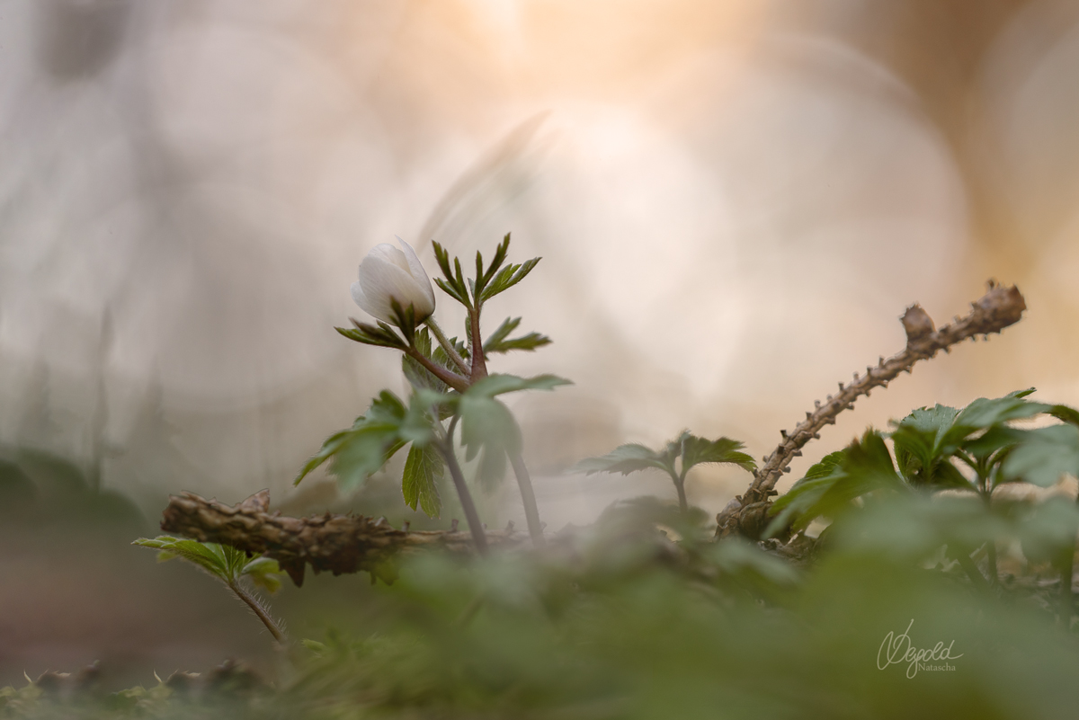 Buschwindröschen (Anemone nemorosa)
