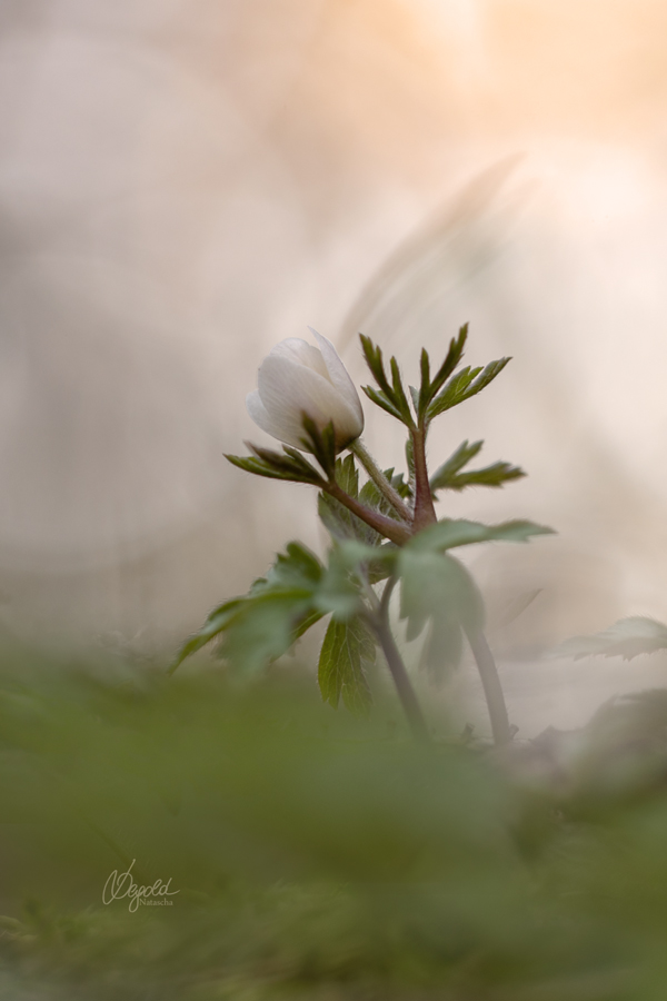 Buschwindröschen (Anemone nemorosa)