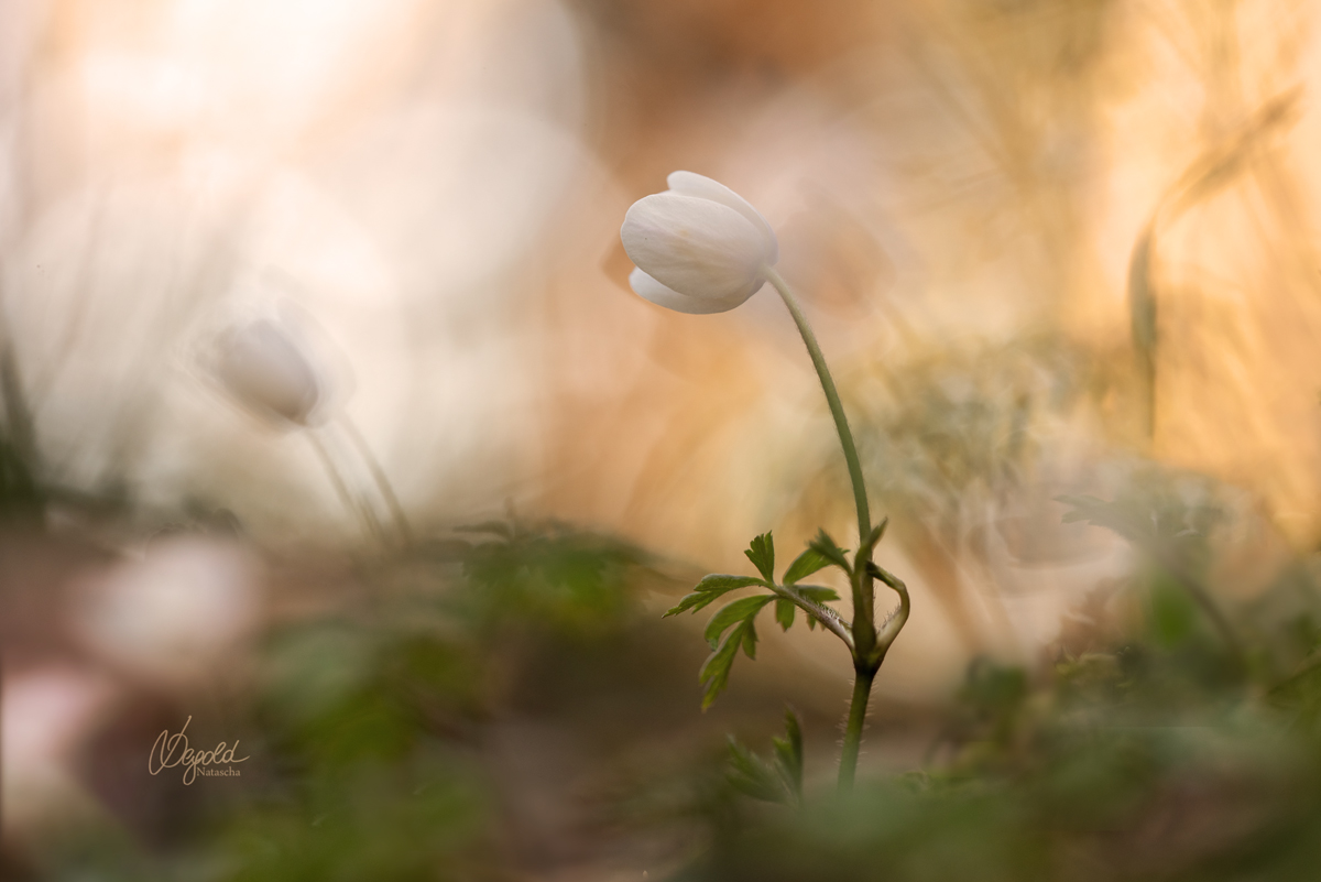 Buschwindröschen (Anemone nemorosa)