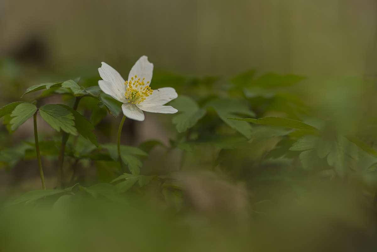 buschwindrose