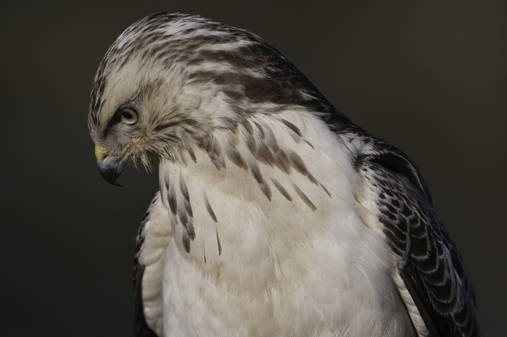 bussard 02