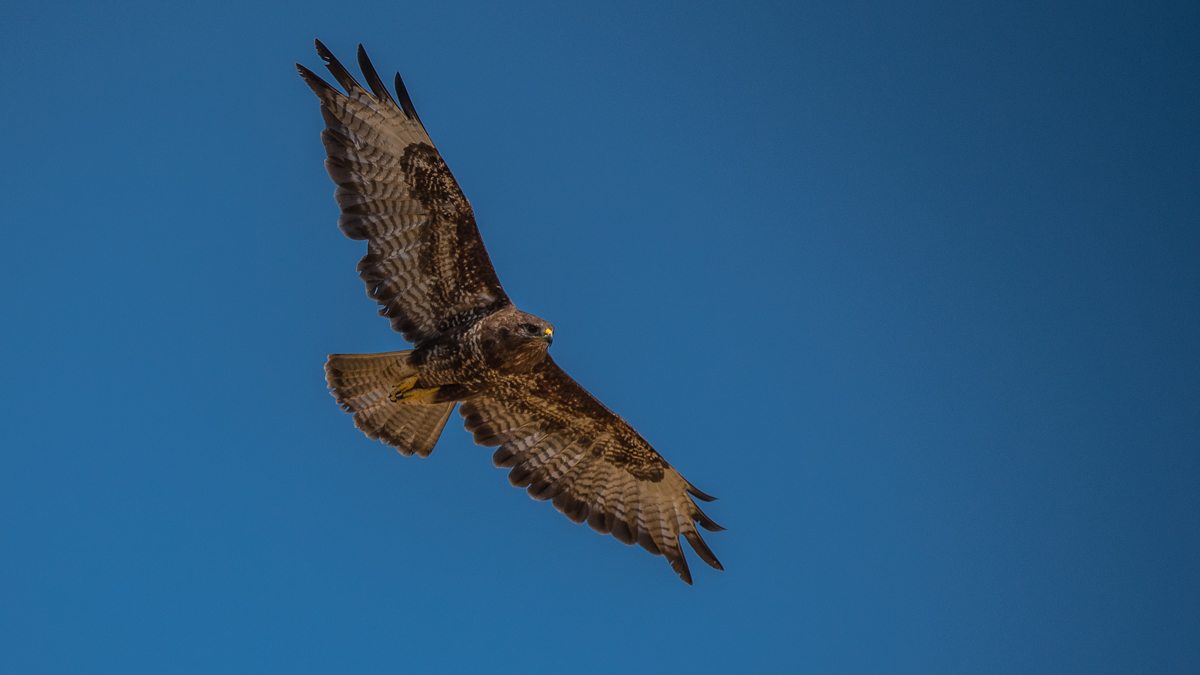 Bussard 2