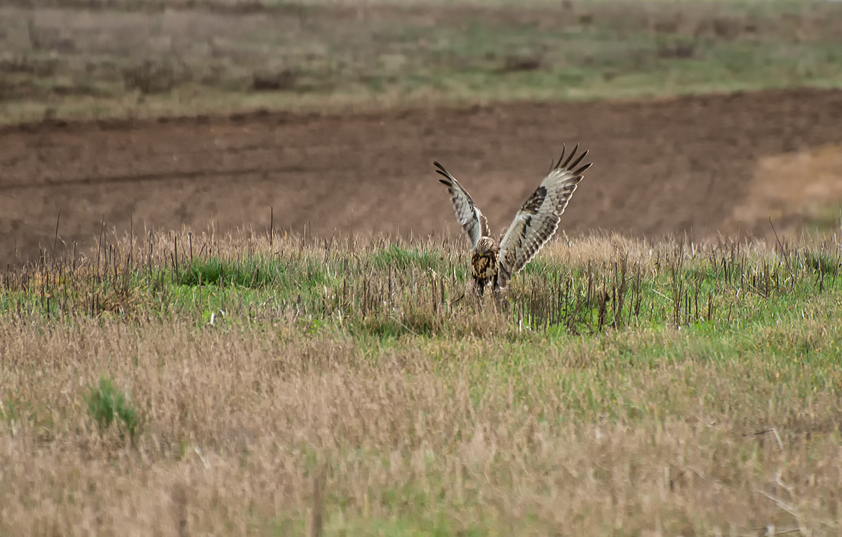 Bussard 2