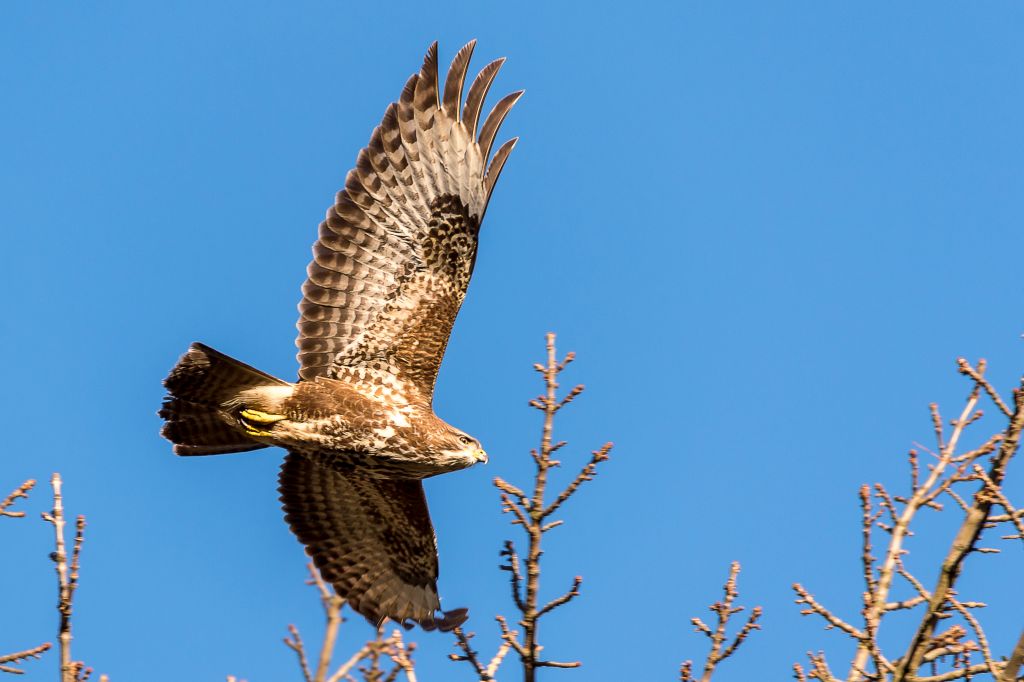 Bussard 2018 2
