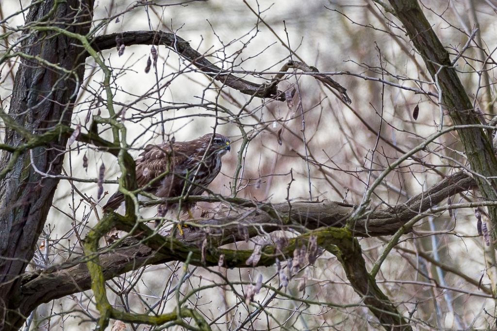 Bussard 2018 3