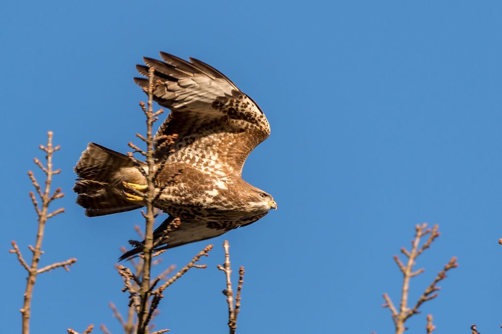 Bussard 2018