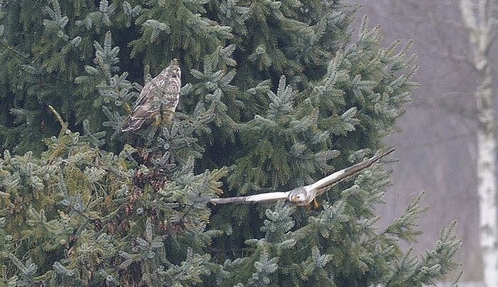 bussard 7871 4664