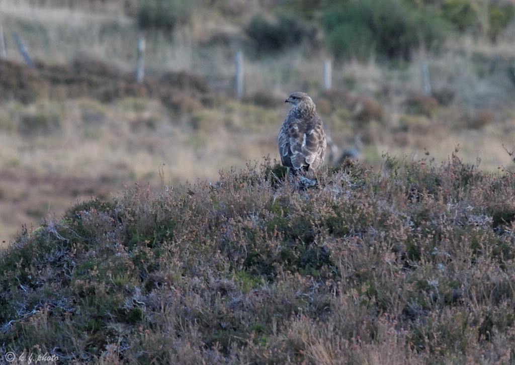 Bussard auf Aussichtshügel