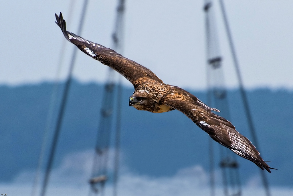 Bussard im Flug