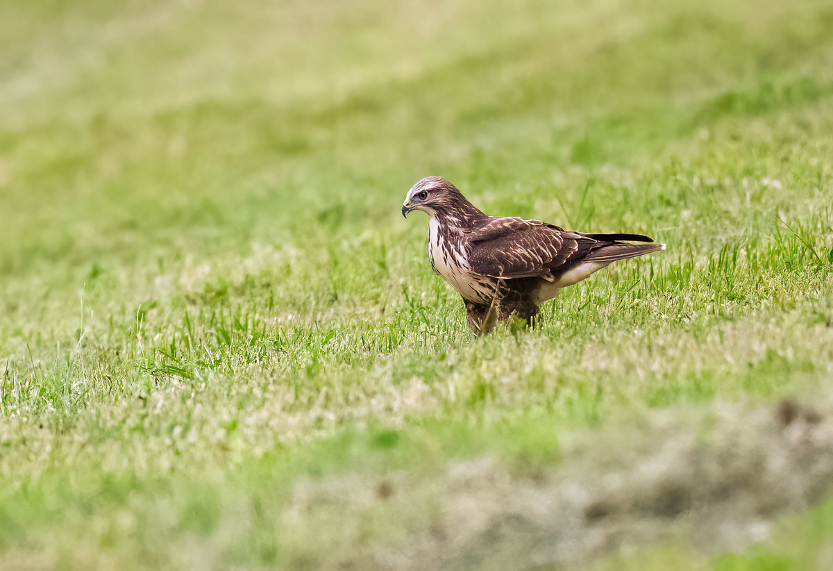 Bussard.jpg